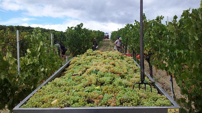 Inizia la vendemmia della Vernaccia di San Gimignano