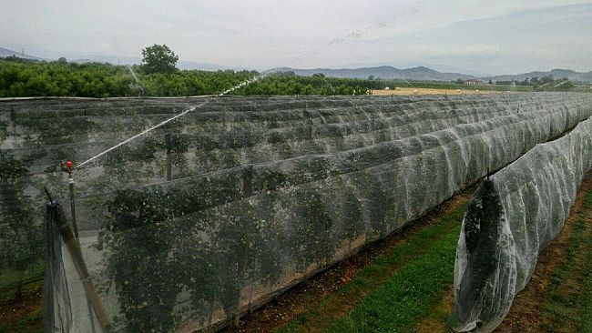 Emergenza siccità: il lavoro dei Consorzi di Bonifica fra irrigazione e prevenzione