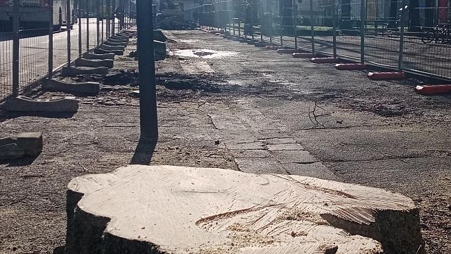 La Lega ha un'anima verde, all'attacco contro il taglio degli alberi 