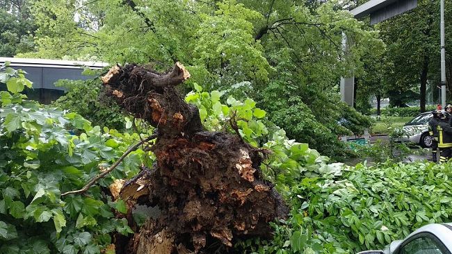 Maltempo, emergenza alberi: appello dei vivaisti dalla Toscana