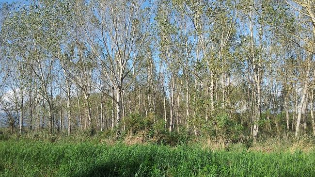 Caccia: sconcerto in Toscana per il corso di abbattimento ungulati