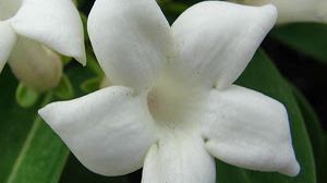 I gelsomini a Firenze nel libro di Giovanna Zipoli