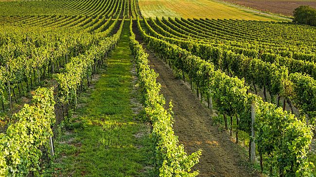 Terreni agricoli in Toscana, prezzi alle stelle