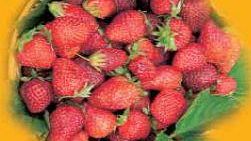 “Rassegna della fragola, dei fiori e dei prodotti della nostra terra”