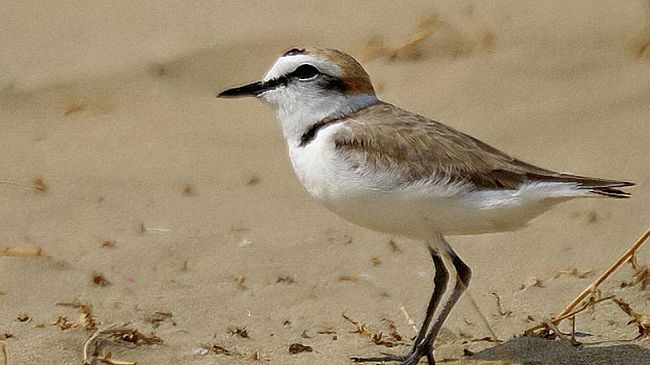 San Rossore: sulle spiagge del Parco sono nati tre fratini