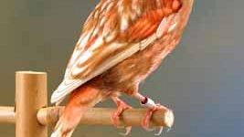 A Firenze, la 43° Mostra Ornitologica Nazionale