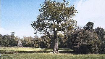 Parco di Pratolino: un progetto per proteggere le statue e i beni lapide