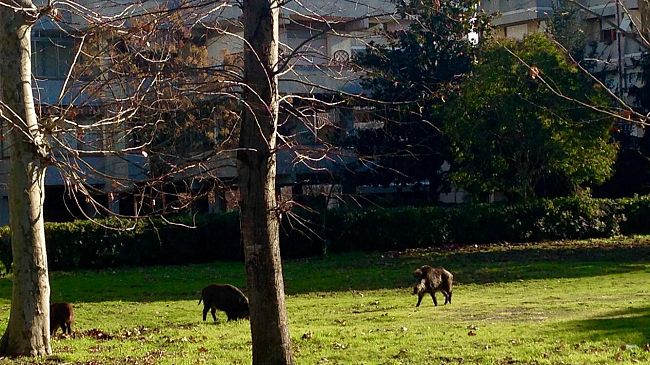 Cinghiali: una proroga per la presentazione delle domande di abbattimento?