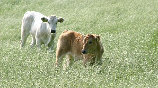 Acquisti di animali riproduttori: prorogata la scadenza del bando