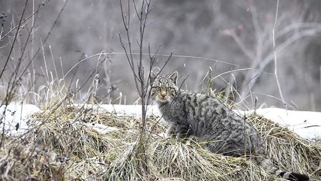 Animali selvatici a Firenze scoperti con 40 fototrappole
