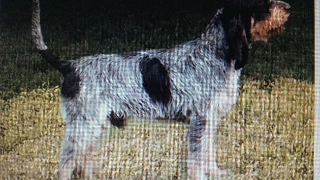 Buone notizie: è tornato a casa il cane che sorride, Bonheur