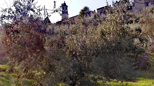 Certosa del Galluzzo, 700 olivi in uno scenario d'incanto