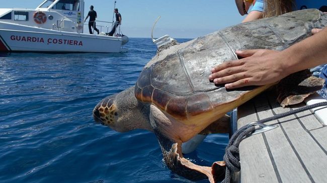 Tartaday 2020, il 13 agosto l'isola d'Elba protagonista