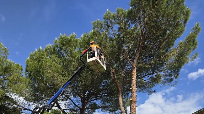 Tavarnuzze: taglio di alberi per la sicurezza urbana