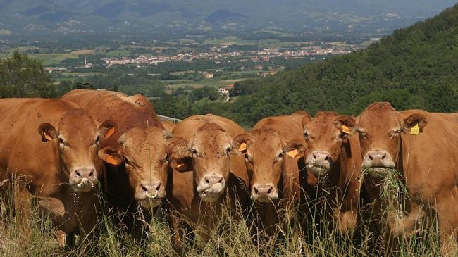 Barberino in Fiera, la tradizionale rassegna di Settembre