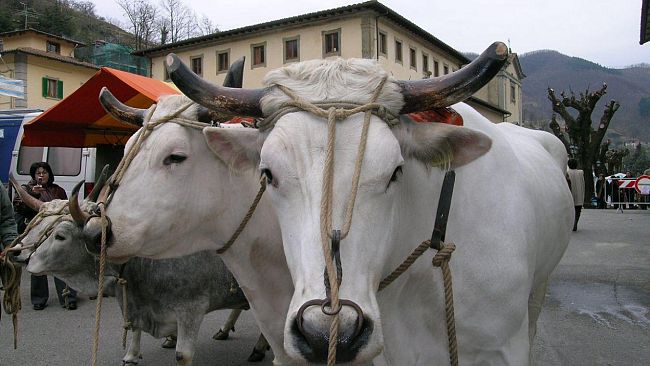 il-paese-che-vogliamo-il-roadshow-di-cia-agricoltori-italiani