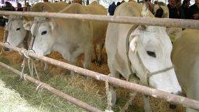 Fiera Calda 2023: a Vicchio dal 30 agosto al 3 settembre