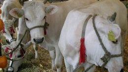 Toscana: le fiere anche d'agosto