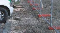 Via Buonsignori: scompare a Firenze un altro filare di alberi