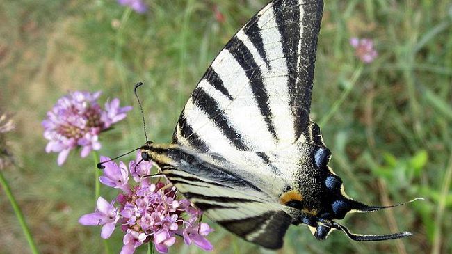 Orto Botanico: monitoraggio degli insetti impollinatori