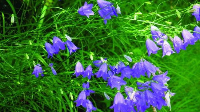 Foiano della Chiana, week end con la 37ª Fiera del Fiore