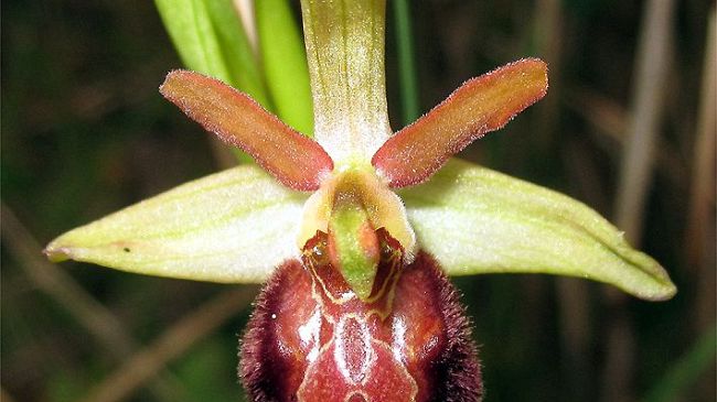 Le orchidee del Colle di Monsummano, visita guidata