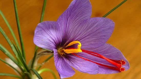 Zafferano e dintorni