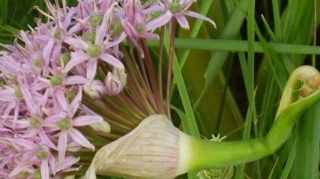 Al Centro I Lecci nasce l'orto sinergico