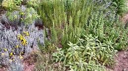 'Erboff', corso per diventare esperto in piante officinali