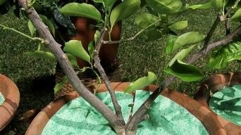 Sostegno al vivaismo, al via il regolamento attuativo della legge