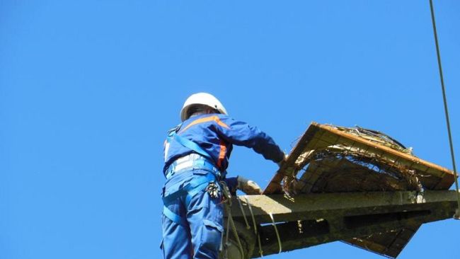 Cicogne, pronta la piattaforma nido a Castiglione della Pescaia