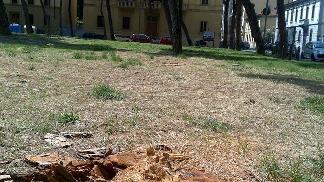 Castelnuovo Tedesco (Pdl): ''Decimati i pini in piazza della Vittoria''