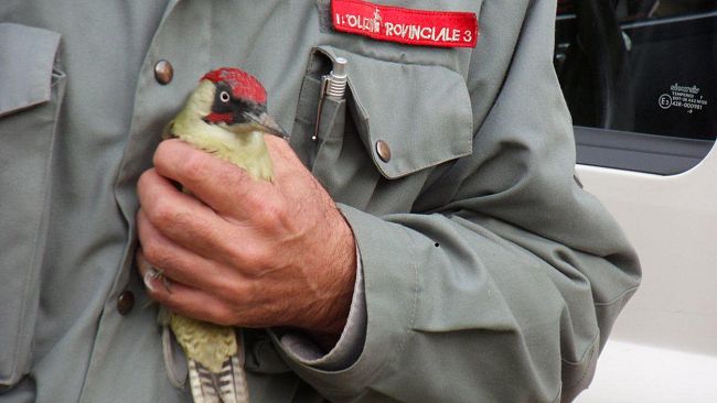 Un Picchio Verde salvato dalla Polizia provinciale