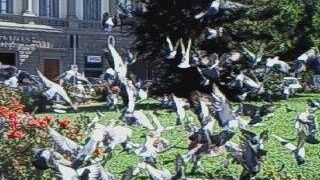 Troppi piccioni in Toscana, la Regione vota il controllo della specie