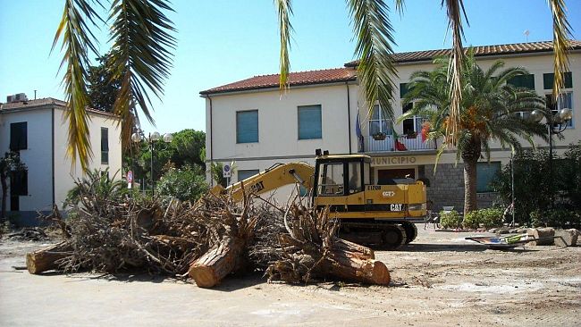 Il Taglio dei pini a Marina di Campo