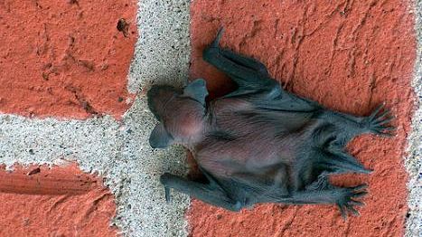 Il pipistrello “amico” nella lotta alle zanzare