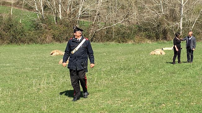 Ultimo attacco ad un gregge alle porte di Siena