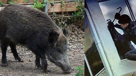 Armi: contro gli animali no, ma contro gli umani...