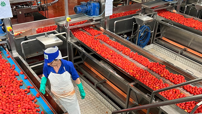 Pomodoro, Conserve Italia assume 200 lavoratori stagionali 