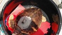 Eleonora, la tartaruga marina due volte recuperata e rimessa in mare