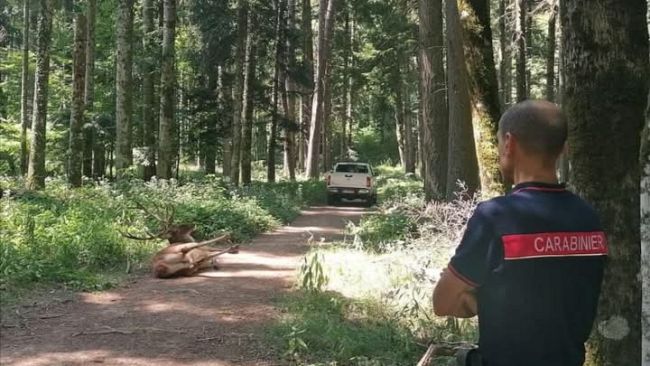 Camaldoli, cervo precipita e sfonda il tetto di un ristorante
