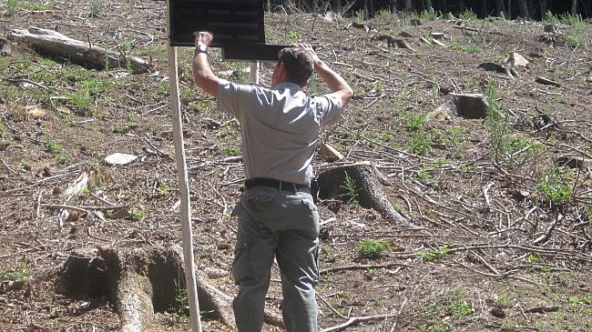 Toscana: aumenta l’attacco di Dacos Olee, la mosca dell’olivo