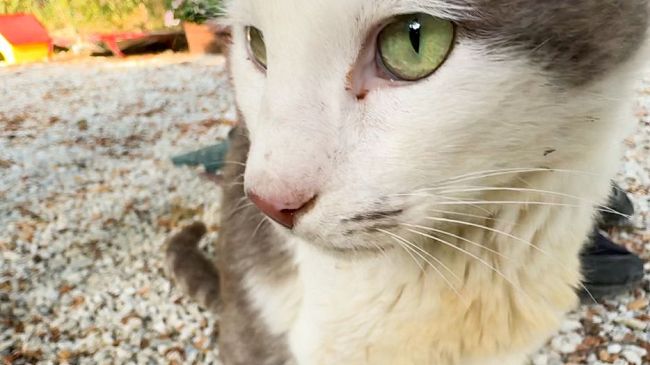 Empolese Valdelsa: il paradiso per gatti