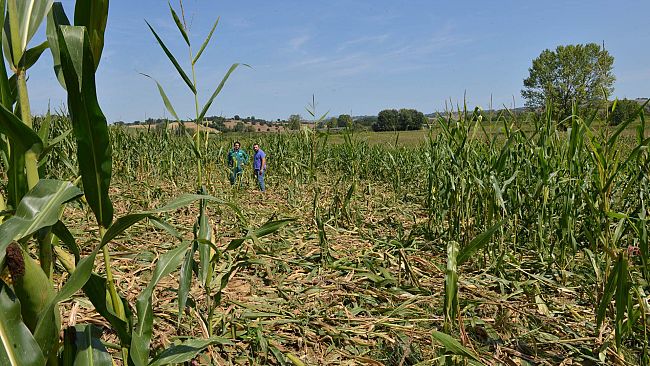 Ungulati, è necessario cacciarli: solo dopo il controllo della fauna