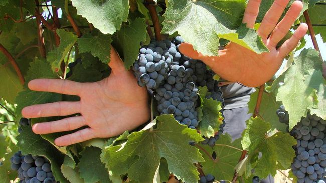 Il 18 novembre evento benefico del Movimento Turismo del Vino Toscana