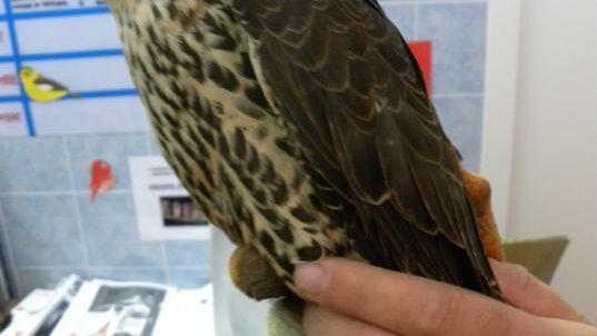 Caccia: abbattuto Falco Pellegrino a Calci