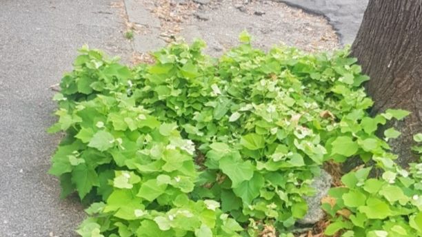 Buche in via di Soffiano, la protesta dei residenti 