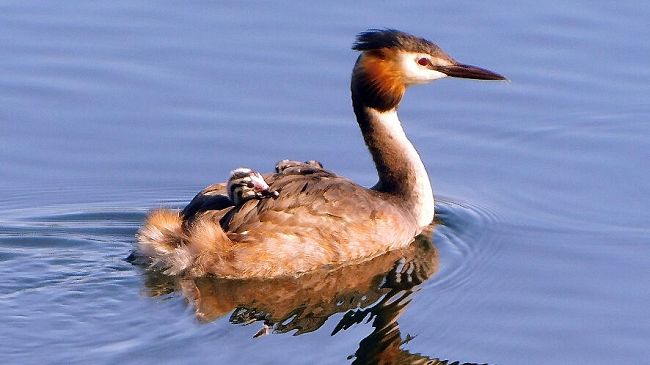 Svasso maggiore, nascono i pulcini ad Arnovecchio