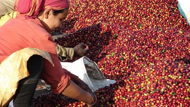 Ditta Artigianale, uno specialty coffee dall’India