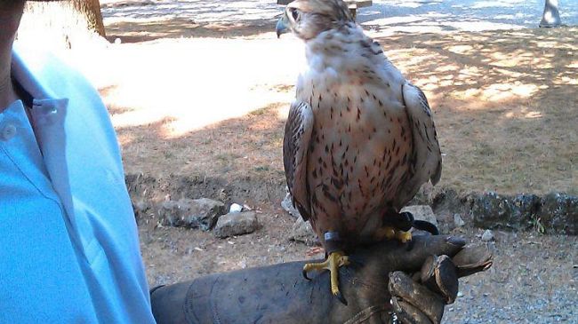Storni: il Comune assolda falconiere per cacciarli via